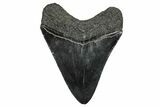 Fossil Megalodon Tooth - South Carolina #328613-1